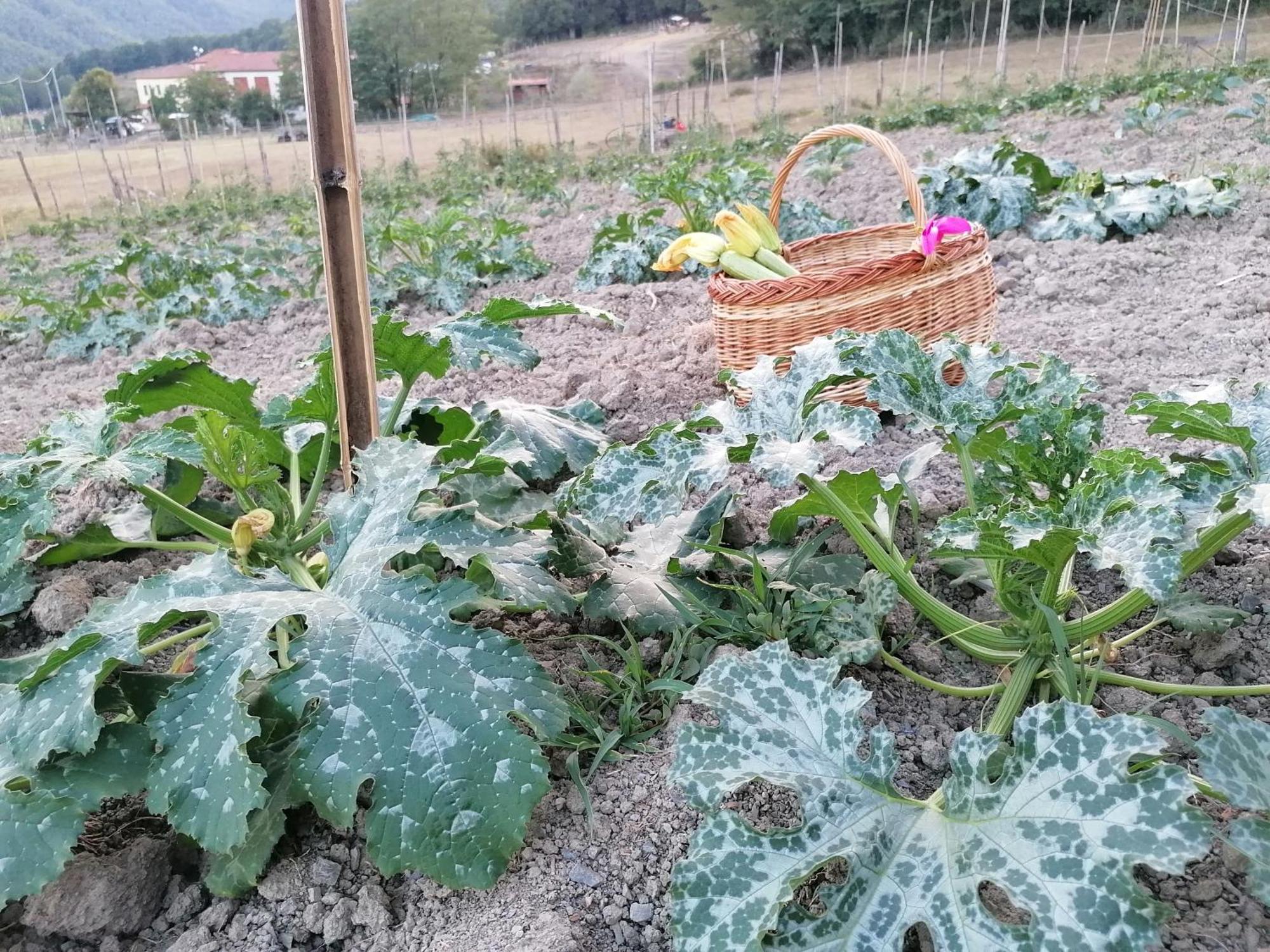 Agriturismo Dei Legi San Pietro Vara Luaran gambar
